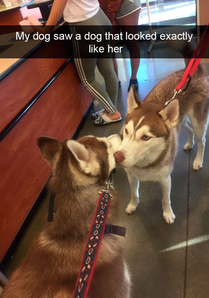 Dogs-Funny-Snapchats