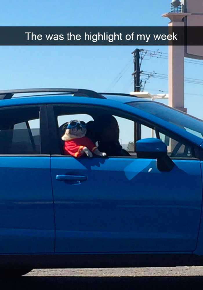 Dogs-Funny-Snapchats