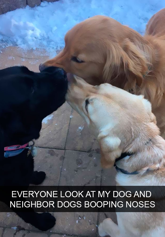 Dogs-Funny-Snapchats