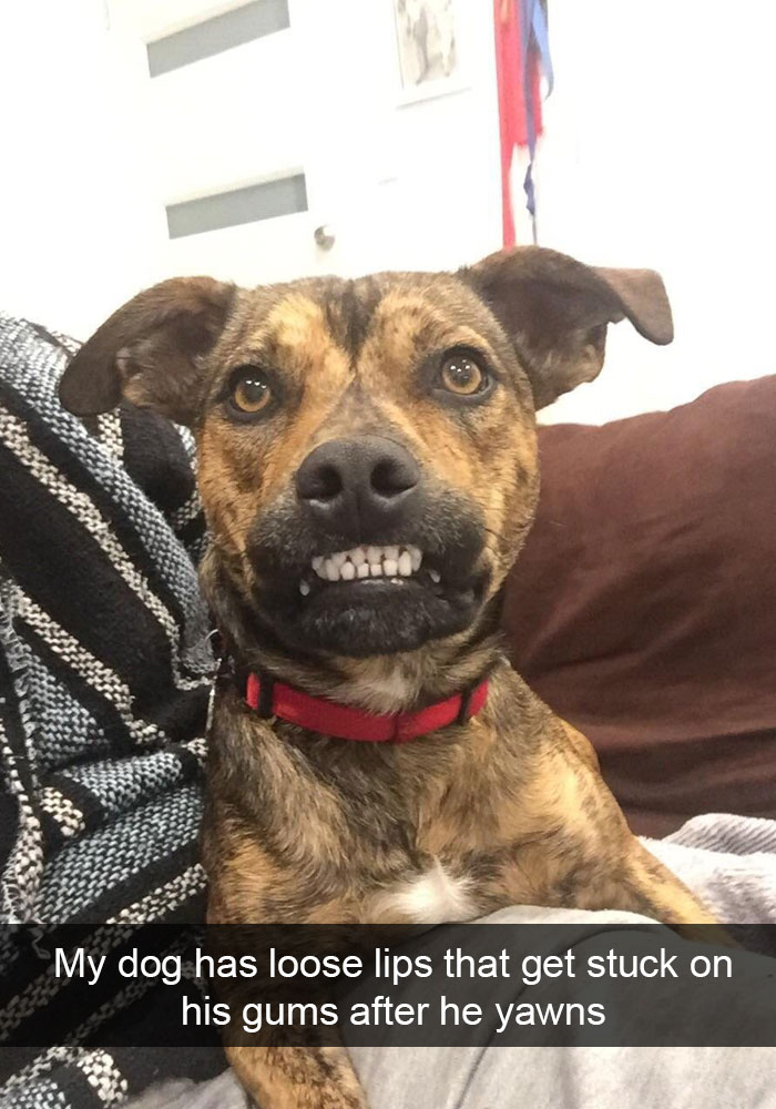 Dogs-Funny-Snapchats