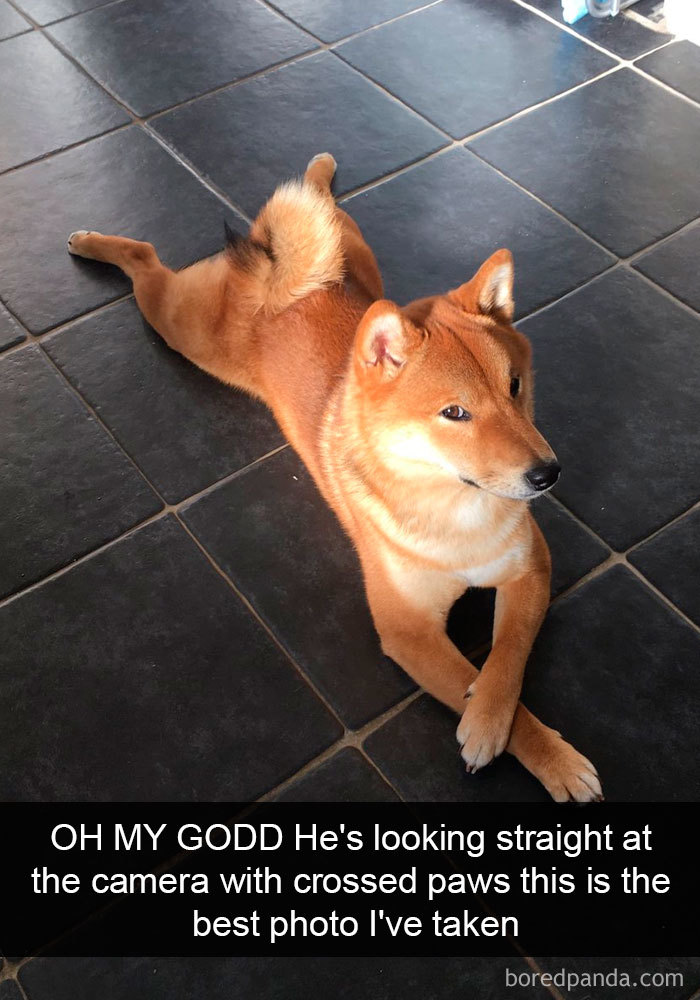 Dogs-Funny-Snapchats