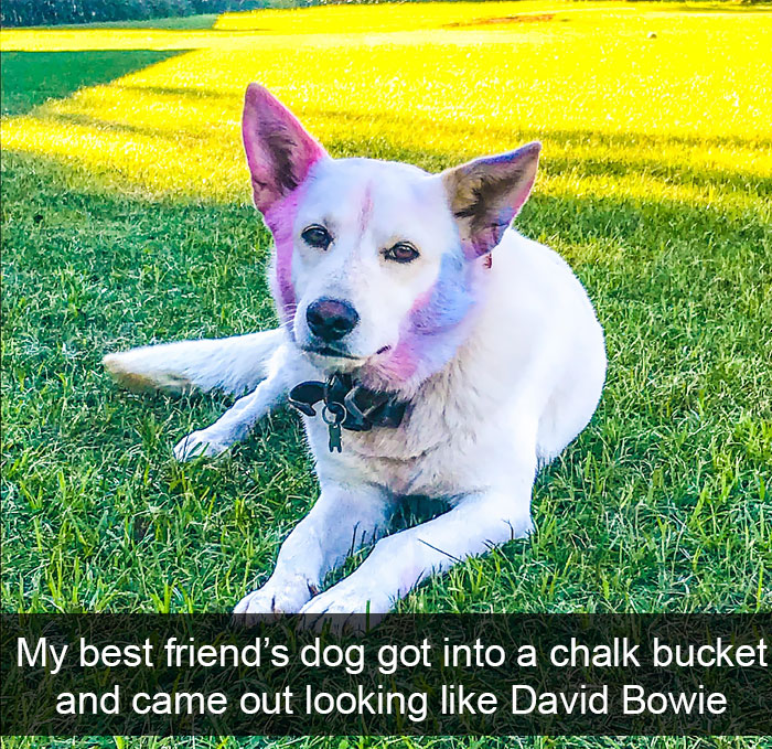 Dogs-Funny-Snapchats