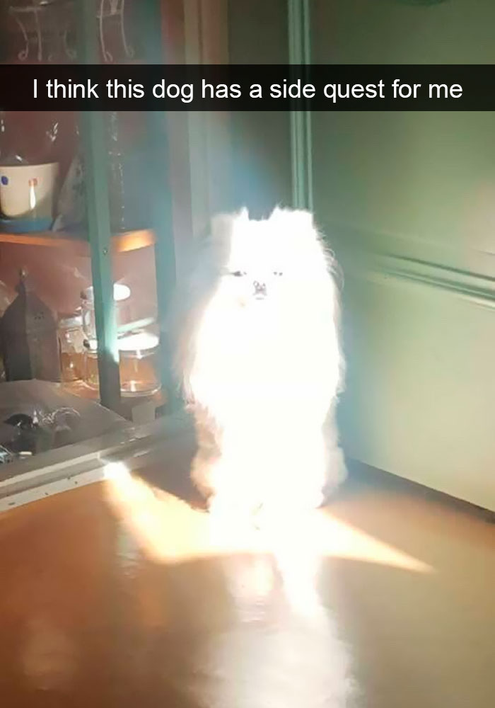 Dogs-Funny-Snapchats