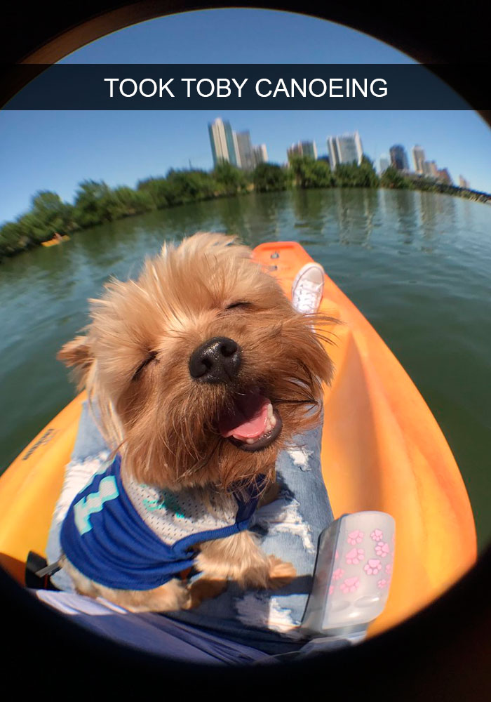 Dogs-Funny-Snapchats