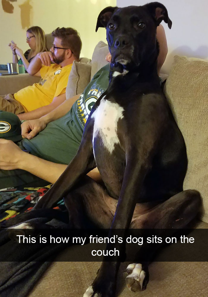 Dogs-Funny-Snapchats
