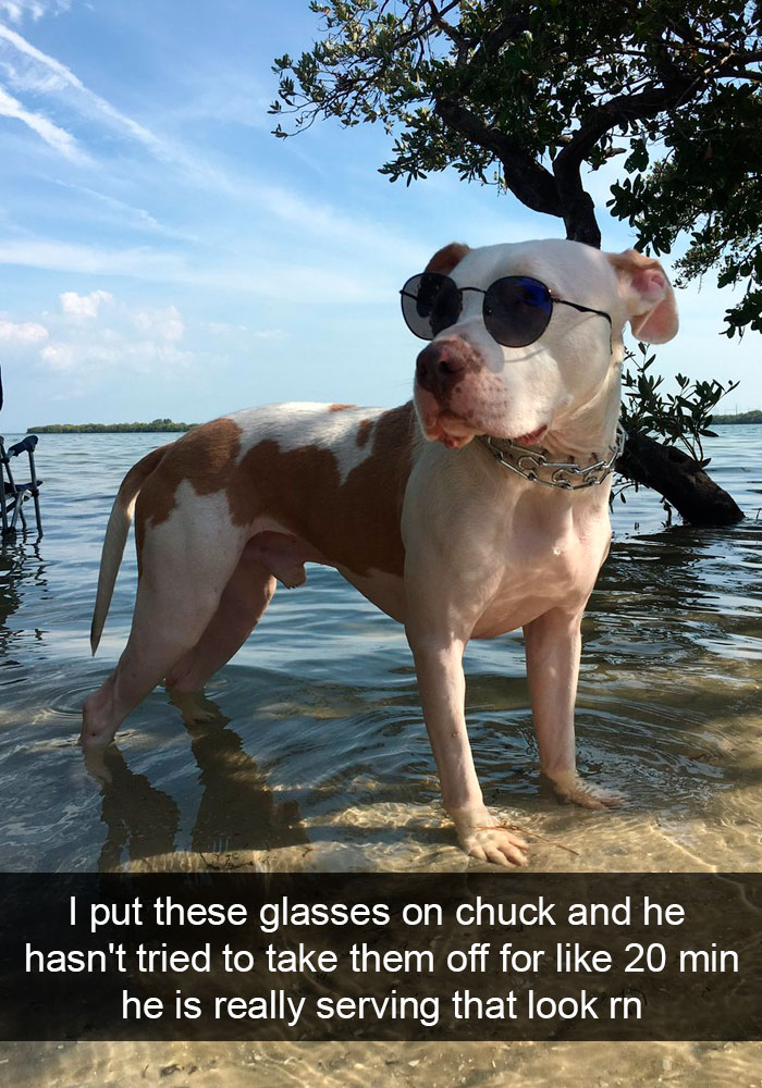 Dogs-Funny-Snapchats