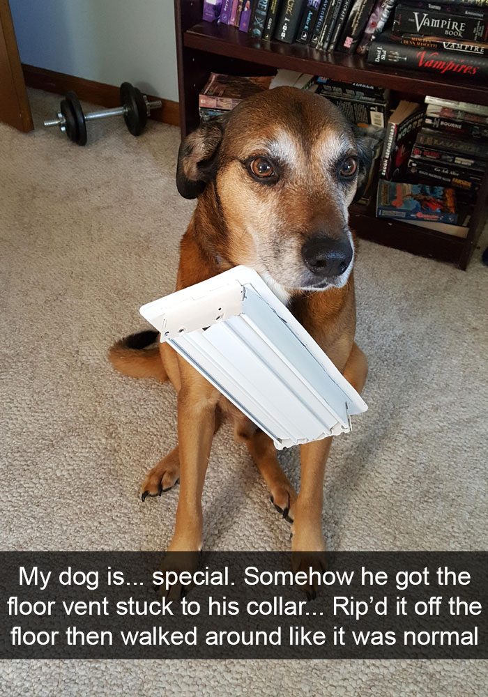 Dogs-Funny-Snapchats