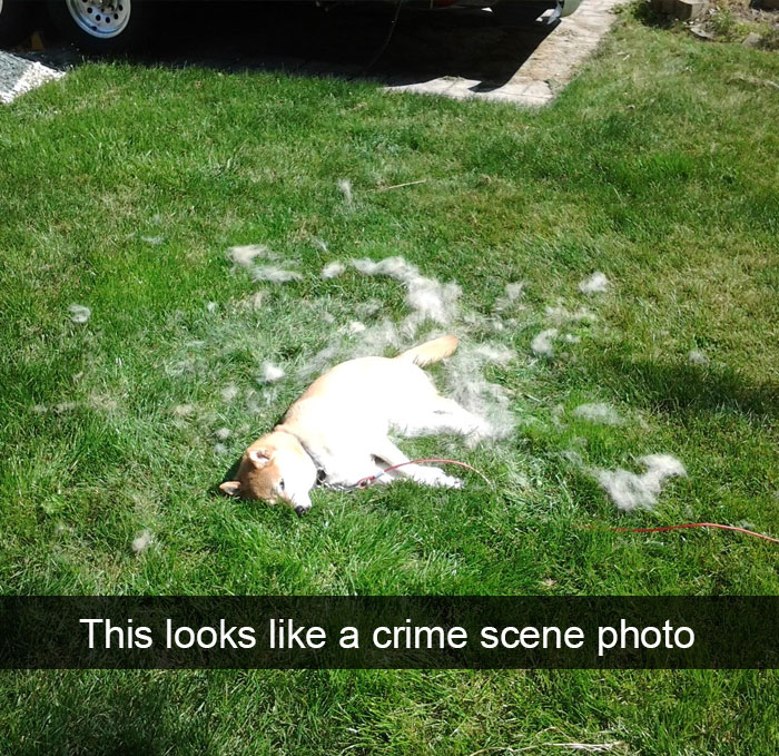 Dogs-Funny-Snapchats