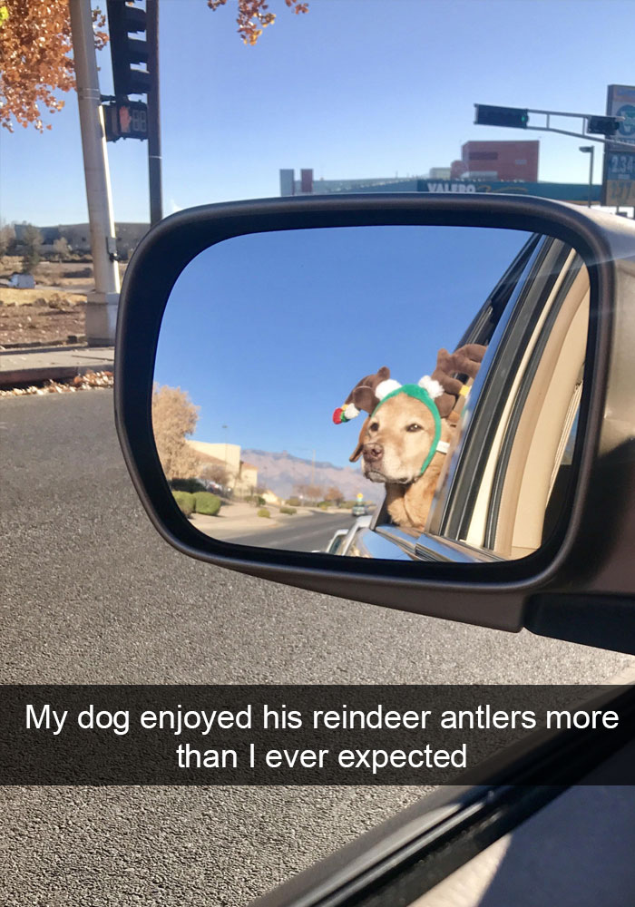 Dogs-Funny-Snapchats