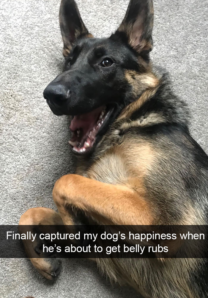 Dogs-Funny-Snapchats