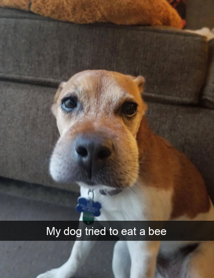 Dogs-Funny-Snapchats
