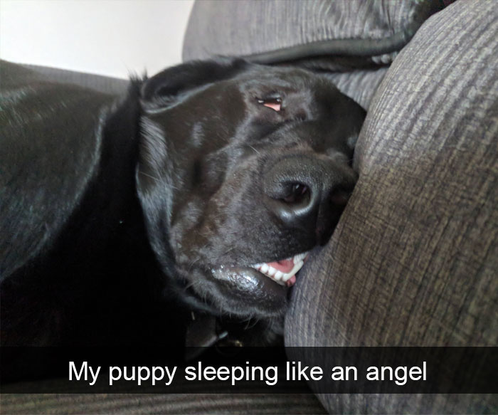 Dogs-Funny-Snapchats