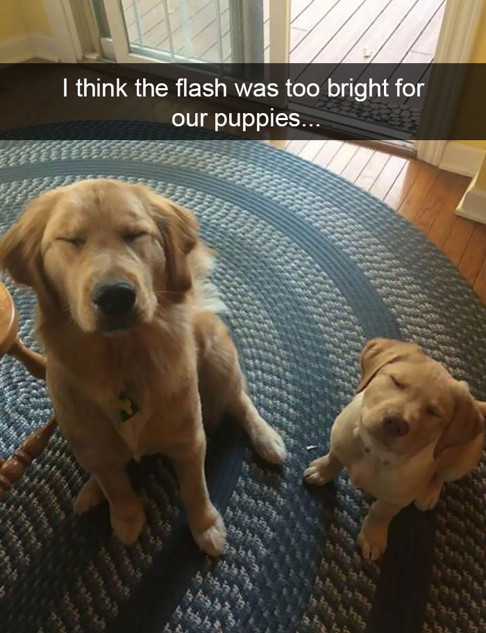 Dogs-Funny-Snapchats