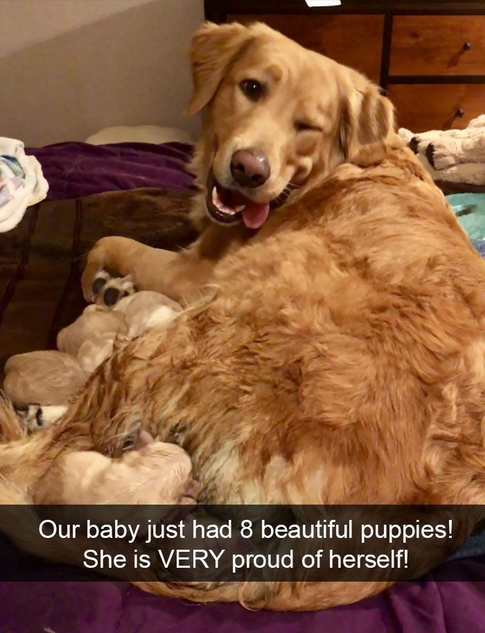 Dogs-Funny-Snapchats