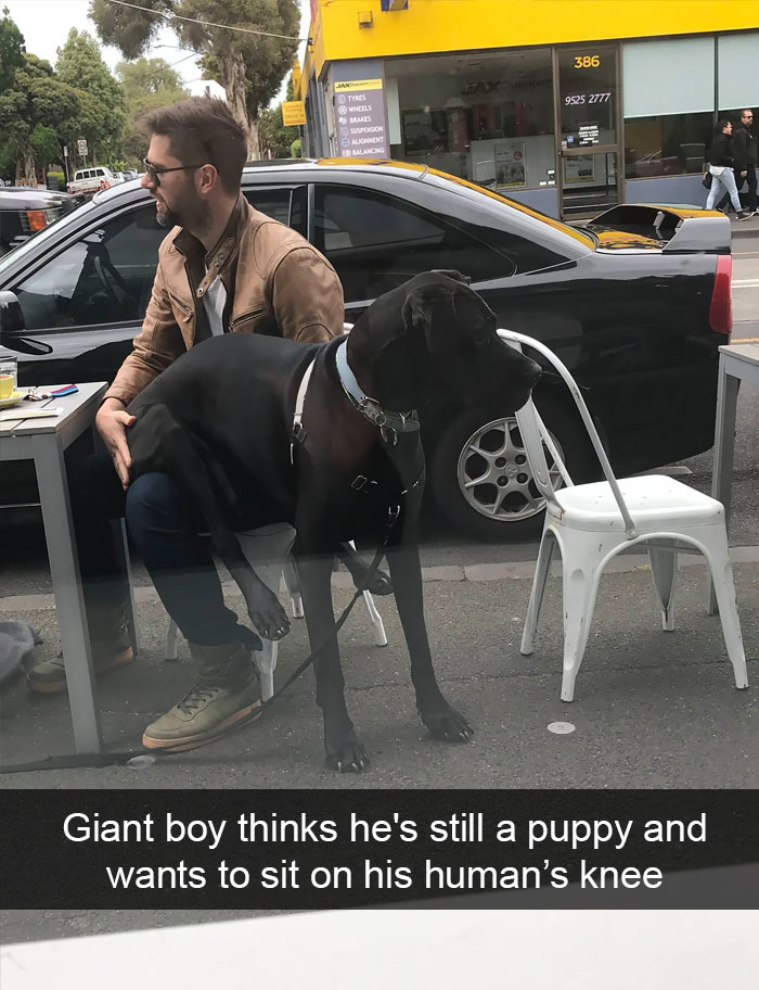 Dogs-Funny-Snapchats