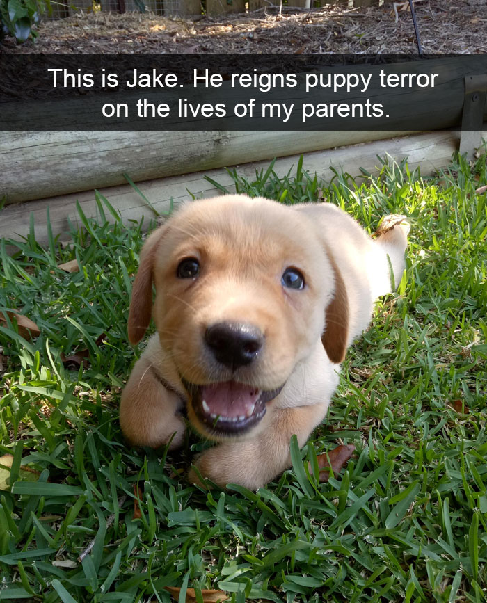 Dogs-Funny-Snapchats
