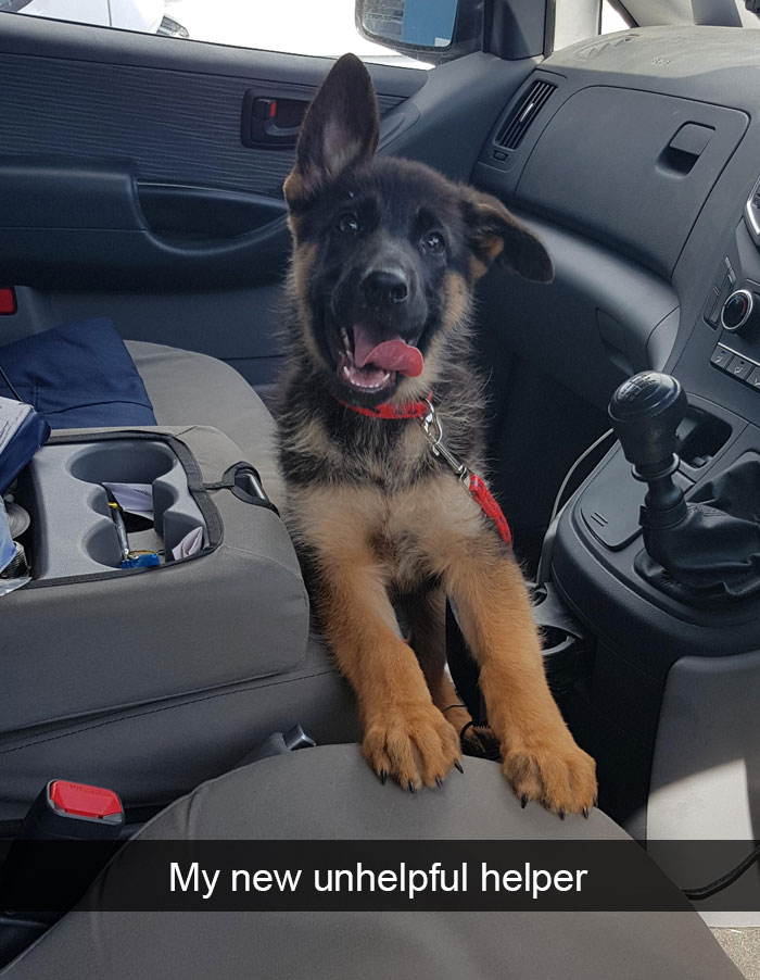 Dogs-Funny-Snapchats