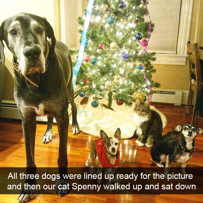 Dogs-Funny-Snapchats