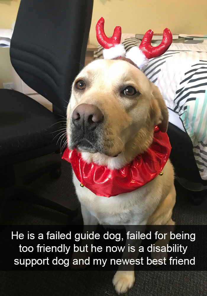 Dogs-Funny-Snapchats