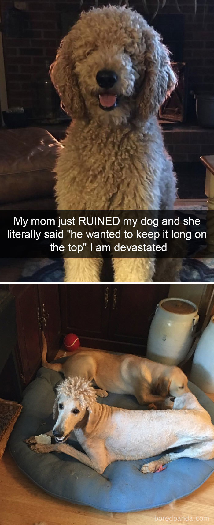 Dogs-Funny-Snapchats