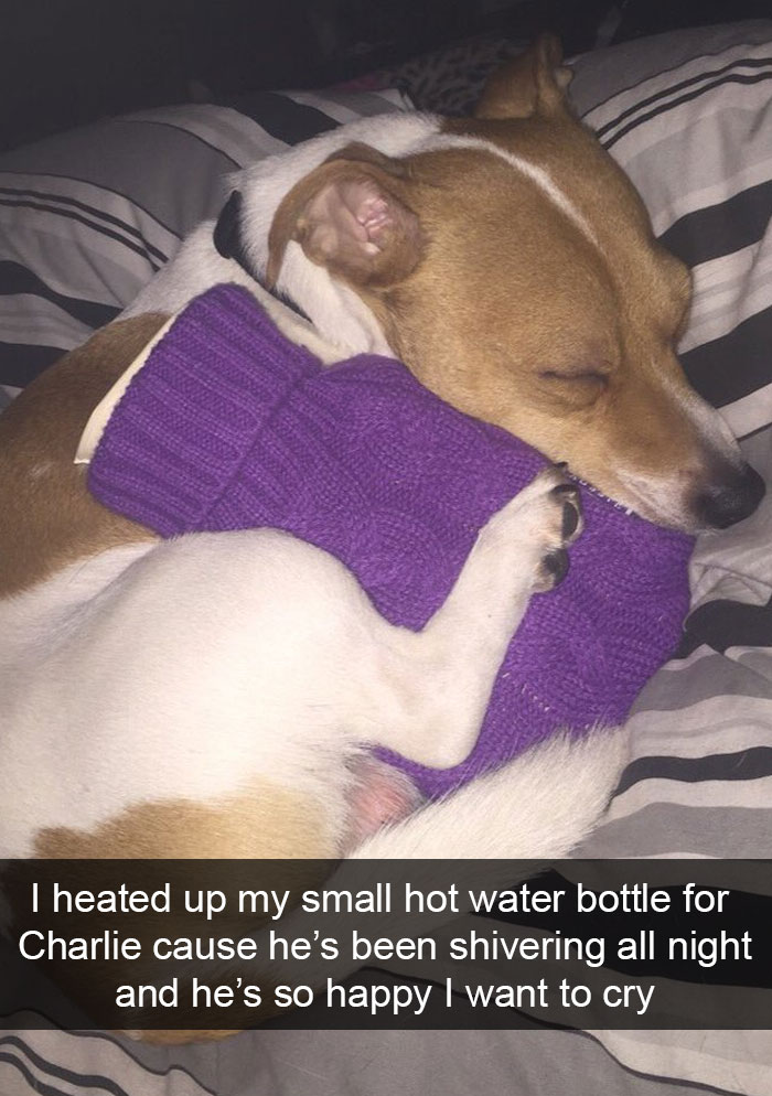 Dogs-Funny-Snapchats