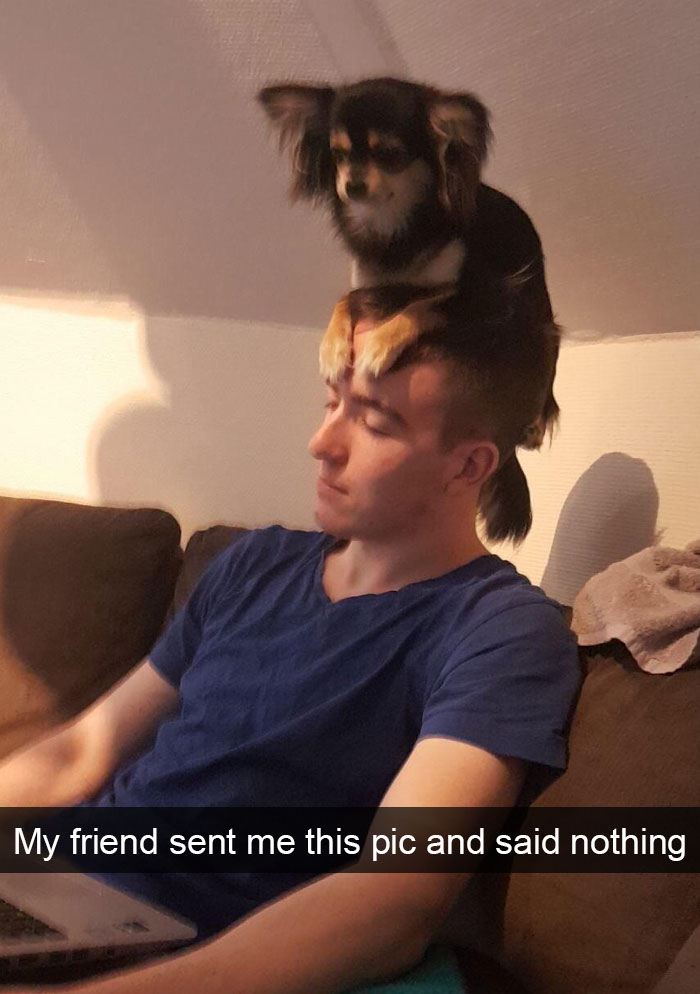Dogs-Funny-Snapchats