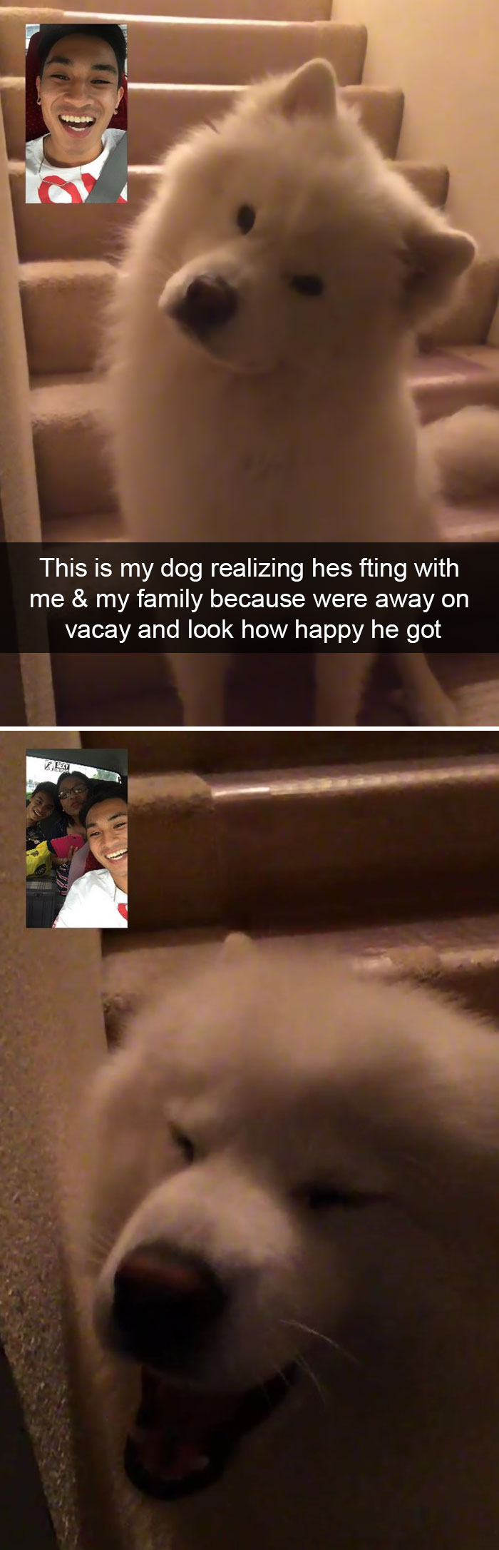 Dogs-Funny-Snapchats