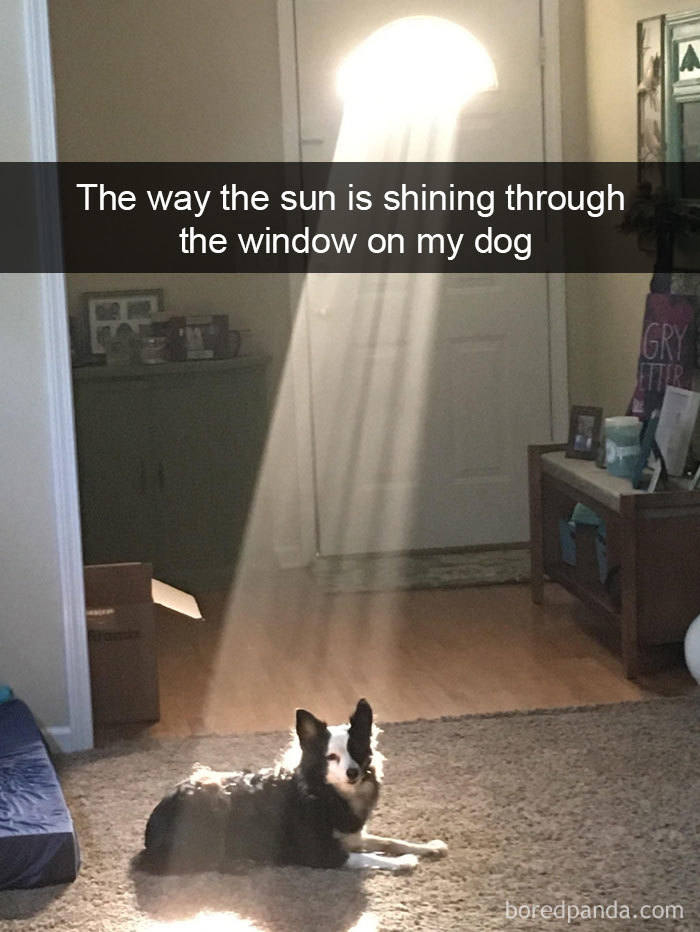 Dogs-Funny-Snapchats