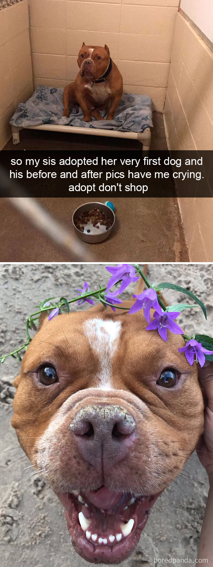 Dogs-Funny-Snapchats