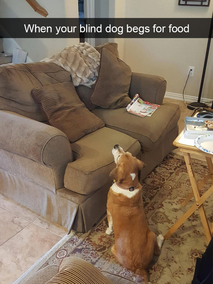 Dogs-Funny-Snapchats