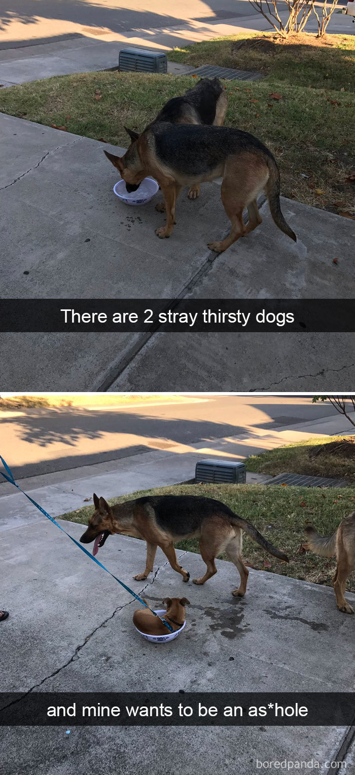 Dogs-Funny-Snapchats