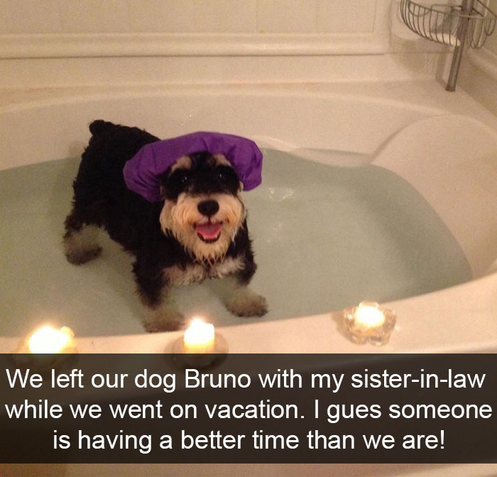 Dogs-Funny-Snapchats
