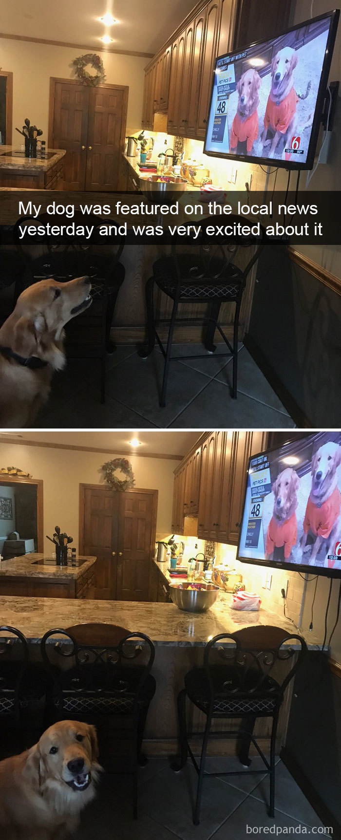 Dogs-Funny-Snapchats