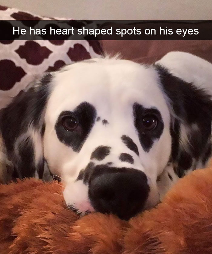 Dogs-Funny-Snapchats