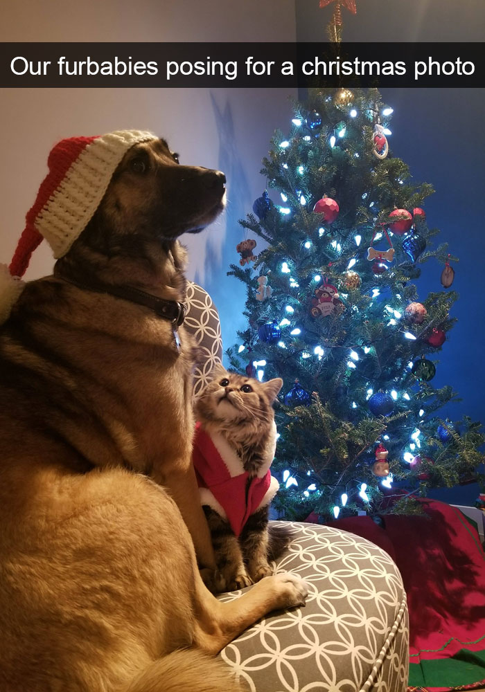 Dogs-Funny-Snapchats