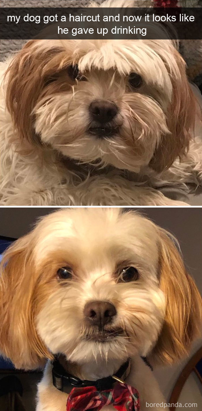 Dogs-Funny-Snapchats