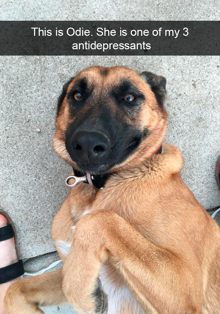 Dogs-Funny-Snapchats