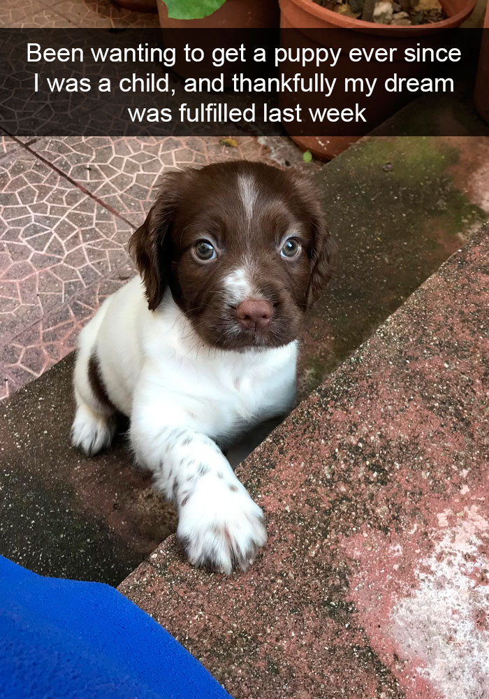 Dogs-Funny-Snapchats