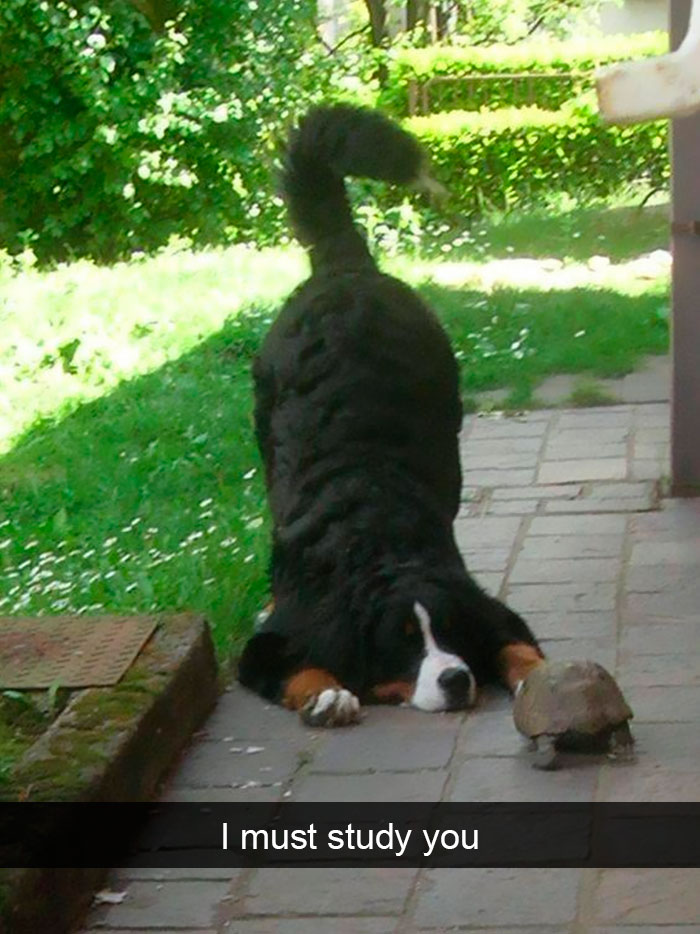 Dogs-Funny-Snapchats