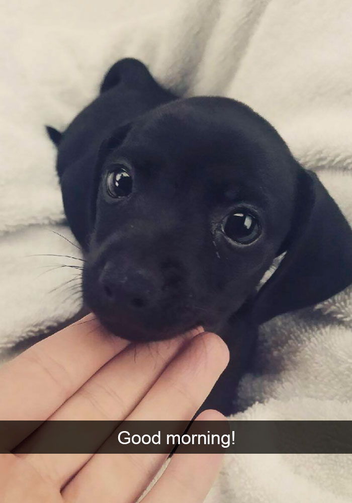 Dogs-Funny-Snapchats