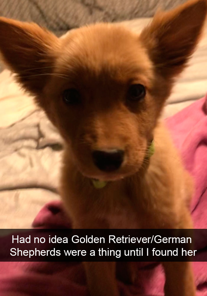 Dogs-Funny-Snapchats