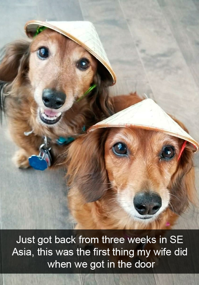 Dogs-Funny-Snapchats