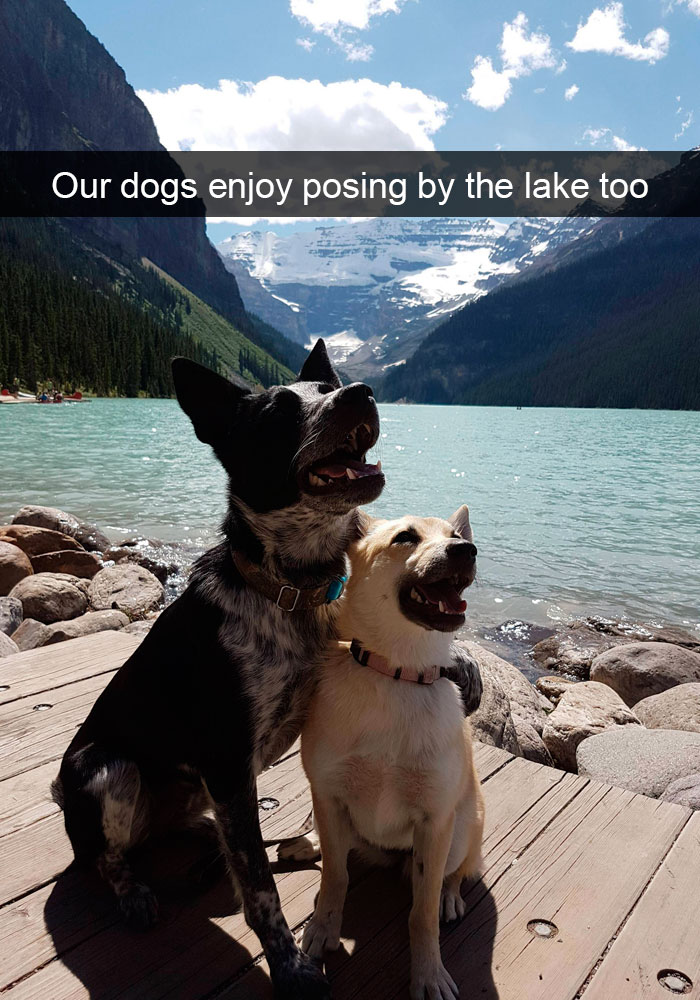Dogs-Funny-Snapchats