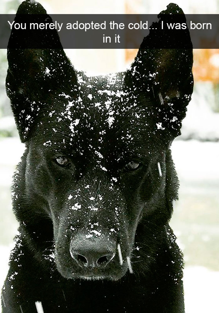 Dogs-Funny-Snapchats