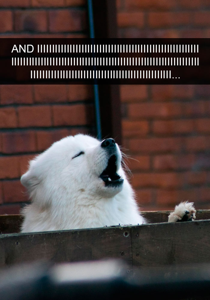 Dogs-Funny-Snapchats