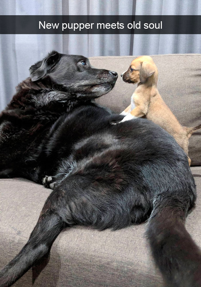 Dogs-Funny-Snapchats