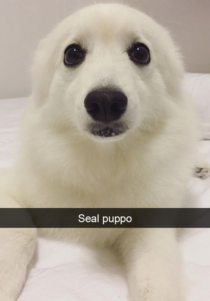 Dogs-Funny-Snapchats