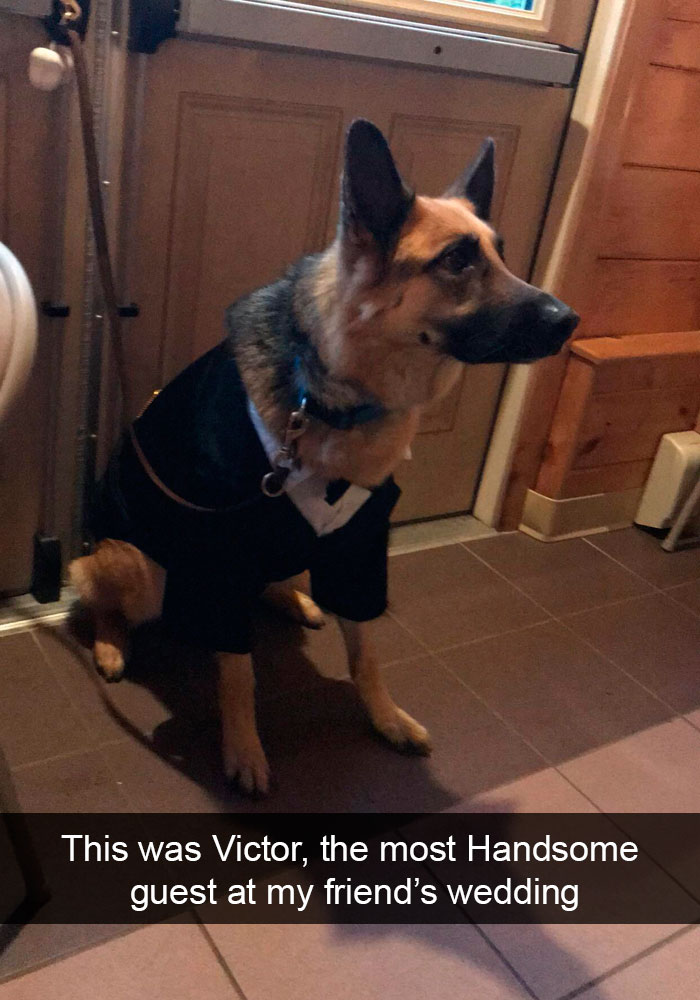 Dogs-Funny-Snapchats