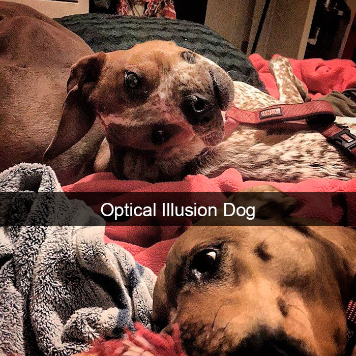Funny Dog Snap