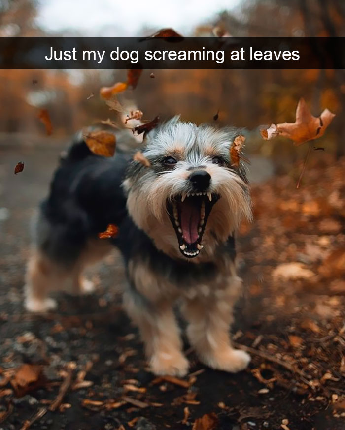 Funny Dog Snap